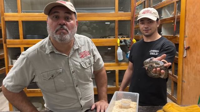 She Almost Beat the World Record ? *Smallest Pythons Ever" смотреть онлайн