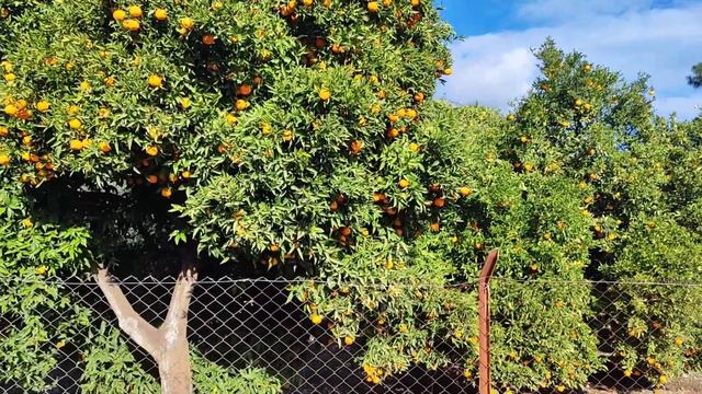 Влог. Турецкая деревня. Что происходит? 1-ый раз на улице за пол месяца! Анталия. Семейный влог. смотреть онлайн