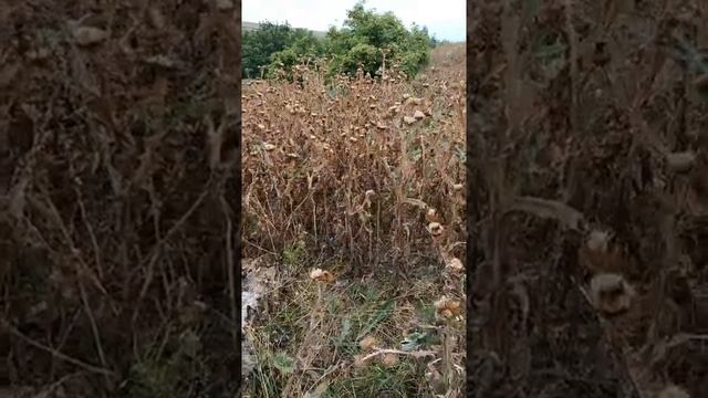 Засохшая трава во снах.mp4 смотреть онлайн