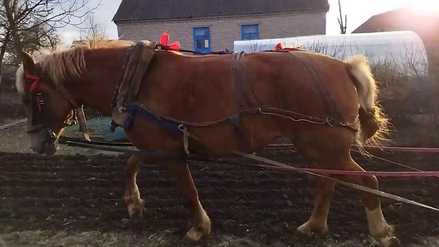Культивируем огород на Маруси и Сокол рядом. смотреть онлайн