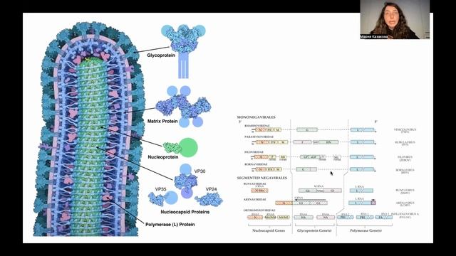 Геном вирусов и бактерий. Медбио смотреть онлайн