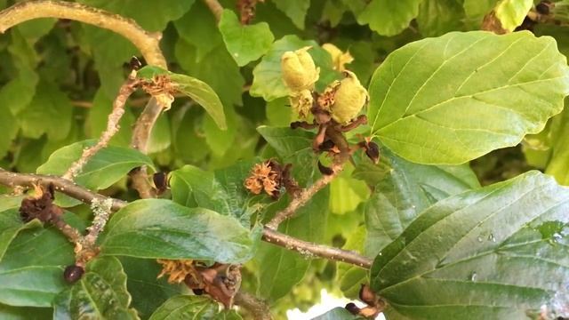 Persian ironwood (Parrotia persica) - leaves & fruit - July 2018 смотреть онлайн