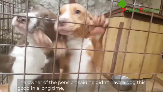 She was dumped out of a car with her puppies on the road. She's begging people for help her puppies смотреть онлайн