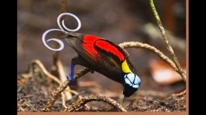 Синеголовая великолепная райская птица из семейства райских птиц.