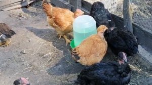 Куры голошейки и доминанты.Возраст 2 месяца.Пугливые/дикие или ручные? Цветной бройлер.