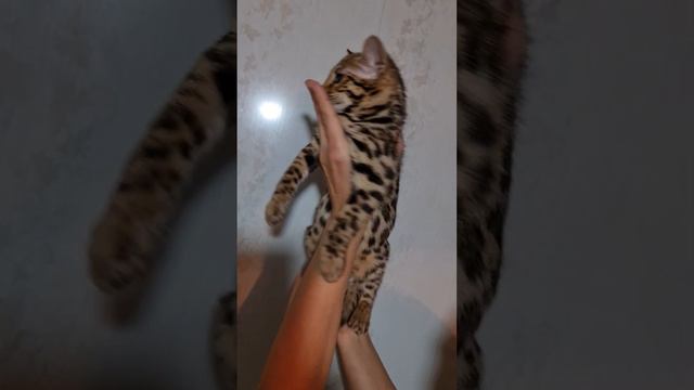 Бенгальский мальчик Ф1, 3 месяца