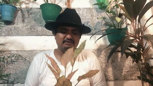 Si Cantik Aglonema Dud Anjamani смотреть онлайн