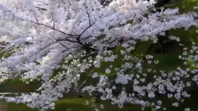 Тетяна Мирошниченко - "Гори, палай!" смотреть онлайн