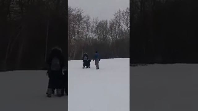 фландрский бувье Хит Аливет Бон Шанс Глория - отзыв смотреть онлайн