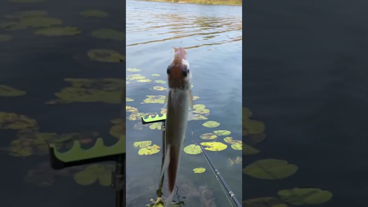 Вот и первая поклёвка #рыбалкакстово #плотва #карп смотреть онлайн