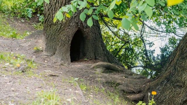 Самый известный в мире медвежонок.mp4 смотреть онлайн