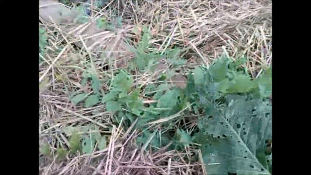 Мульчирование клубники & Мульчирование травой смотреть онлайн