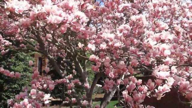 Spring 2019, Beautiful Magnolias in full bloom! смотреть онлайн