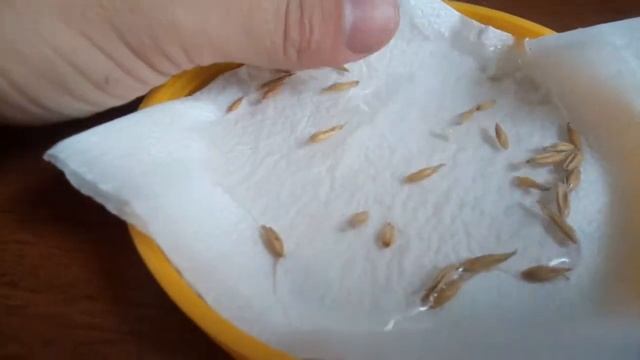 Как проверить овес на всхожесть смотреть онлайн