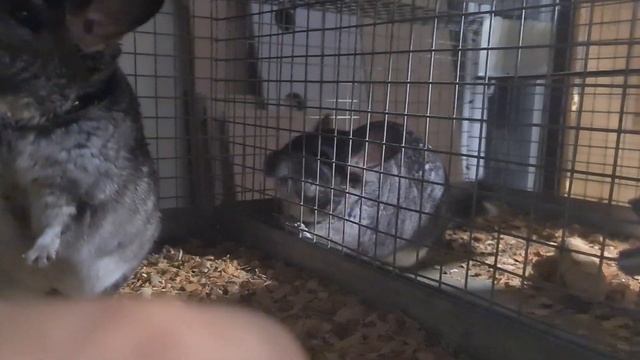 Выкупила Настоящую Меховую Ферму! Не для меха! Знакомлюсь как устроены Полигамные клетки! смотреть онлайн