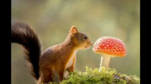 Детям про белку