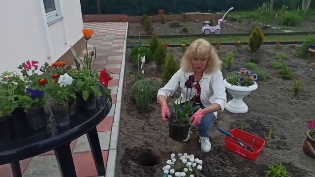 How to plant Iberis in a flower bed in the garden смотреть онлайн