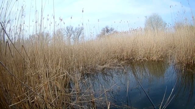 Как поймать Карпа Рыбалка на Кубани смотреть онлайн