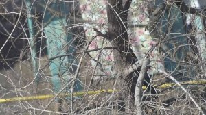 Как строят гнезда сороки.