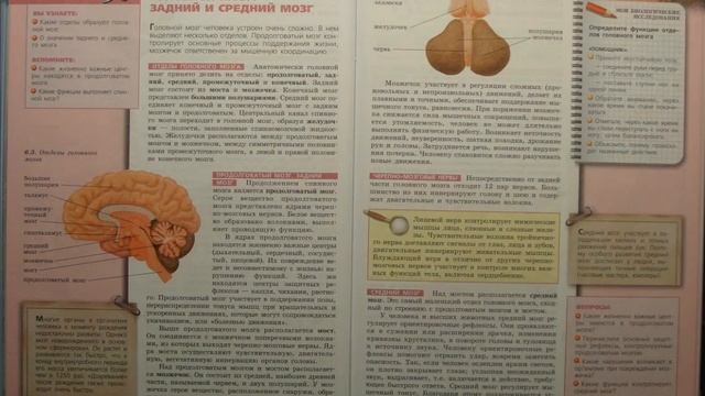 Биология (Л.Н.Сухорукова) 8к §50 Головной мозг. Задний и средний мозг смотреть онлайн
