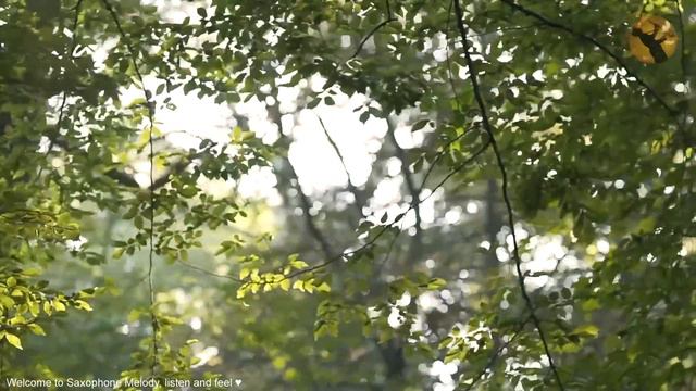 Top 400 Romantic Saxophone Love Songs ~ Soft Relaxing Saxophone Melody For Love ~ Background Music смотреть онлайн