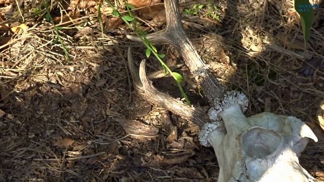 Czaszka sarny (kozła) | Череп косули | roe deer skull смотреть онлайн