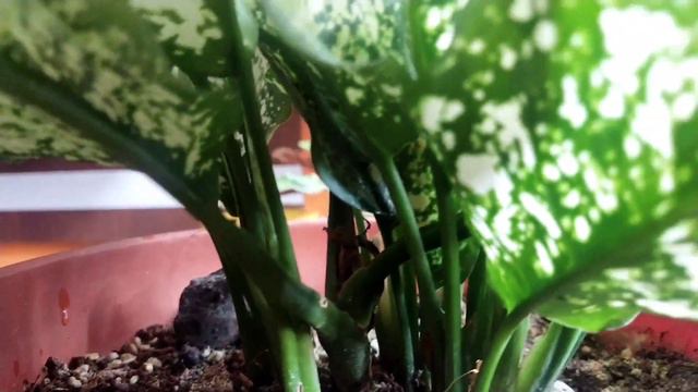 Chinese Aglaonema care☘️|| Propagation|| Balcony Garden смотреть онлайн