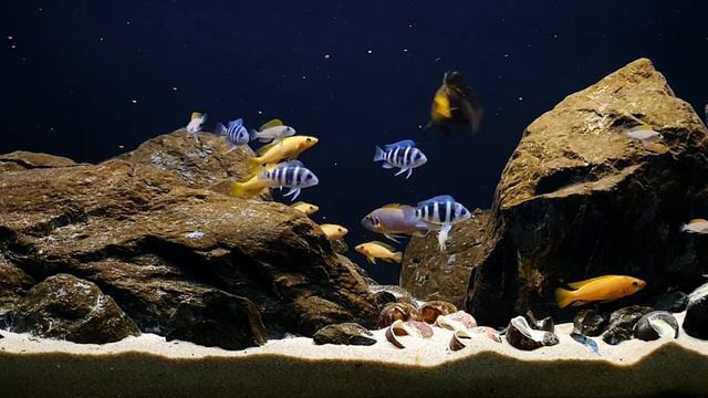 Tanganyika Hardscape смотреть онлайн