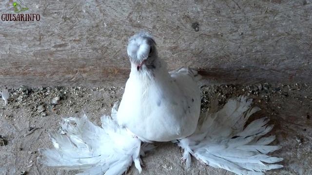 МОЛОДЫЕ ДВУХЧУБЫЕ ЧЕЛКАРИ / МРАМОРНЫЕ ГОЛУБИ / ч-2 / Pigeons / doves / dove смотреть онлайн