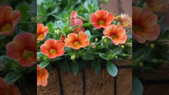 Petunias | Petunia Flower | Creative Planter Ideas