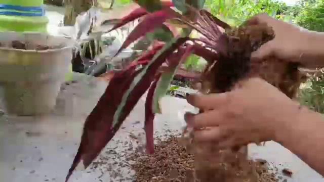 MENANAM CALATHEA MULTICOLOR смотреть онлайн