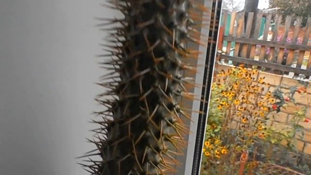 Кактусы и суккуленты в домашних условиях. смотреть онлайн
