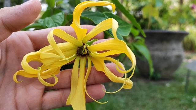 Иланг-иланг или кананга душистая. Ylang-ylang Or Cananga Odorata.