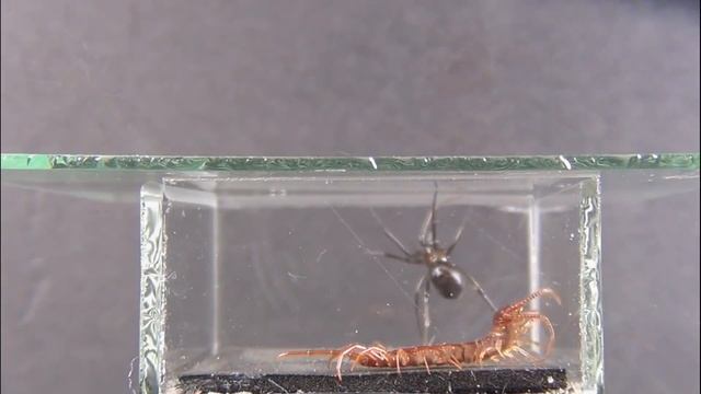 ESCORPIÓN VS PHOLCUS + SCOLOPENDRA VS GROSSA - COMENTADO смотреть онлайн