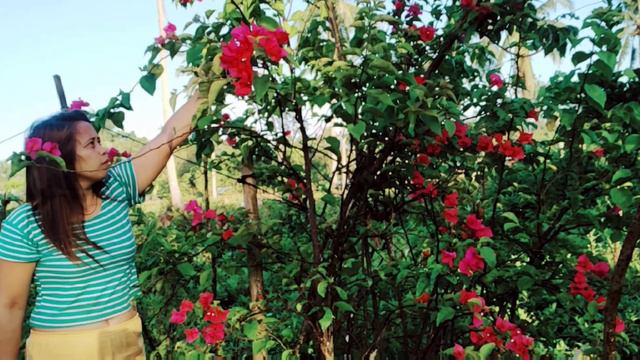 Bougainvillea Care / Paano padamihin ang bulaklak ng bougainvillea смотреть онлайн