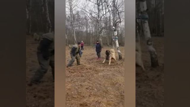 Щенки Кавказской Овчарки смотреть онлайн