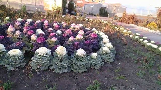 Декоративная капуста. смотреть онлайн
