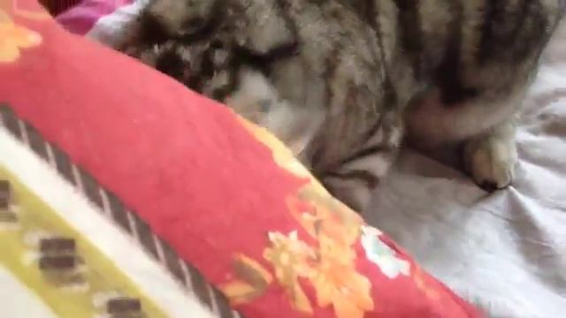 Кошка и телефон смотреть онлайн
