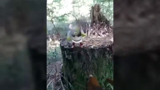 Выживание в лесу. Наглядно