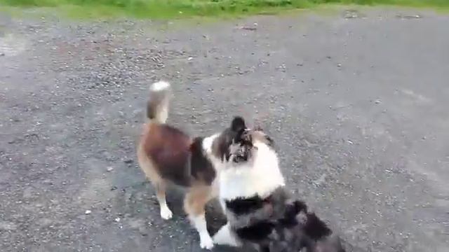 video 1482524506 смотреть онлайн