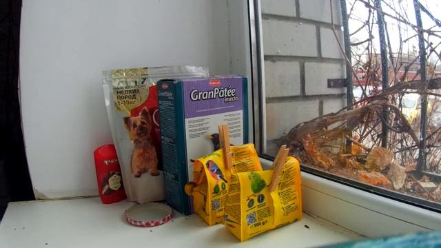 Синица лазоревка в домашних условиях смотреть онлайн