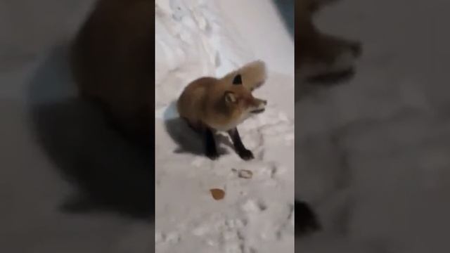 Как поймать лису - 2 смотреть онлайн