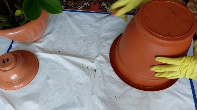 ПЕРЕВАЛКА ЗАМИОКУЛЬКАСА. ПРАВИЛЬНЫЙ ГРУНТ. ПОСАДКА смотреть онлайн