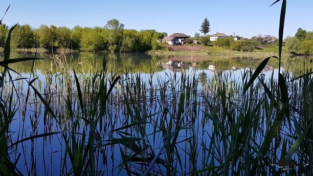 ЛОВЛЯ КАРПА НА БОКОВОЙ КИВОК В КАМЫШАХ! КАРП НЕ СМОГ ПРОПЛЫТЬ МИМО ТАКОЙ НАЖИВКИ)))) смотреть онлайн
