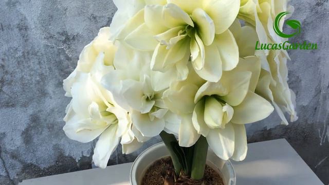 Trồng lan huệ tại nhà | lan huệ Alfresco nở hoa rực rỡ смотреть онлайн