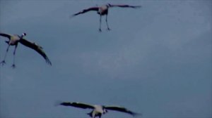 Журавли Эмигрантская песня  исп Г.Погорельская.