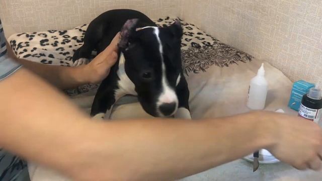 Снимаю швы Американскому Стафф Терьеру (Луна)/Можно ли самому снимать швы???/В ролике кровь!!! смотреть онлайн