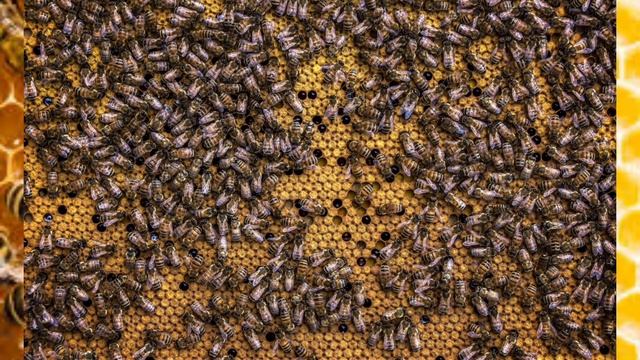 Относятся ли пчёлы к домашним животным? В.Г. Кашковский смотреть онлайн