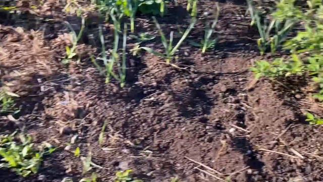 ЖИЗНЬ  В ДЕРЕВНЕ ПРОСТЫХ ЛЮДЕЙ🤗🤷♀️РАБОТА В ОГОРОДЕ👍🙏