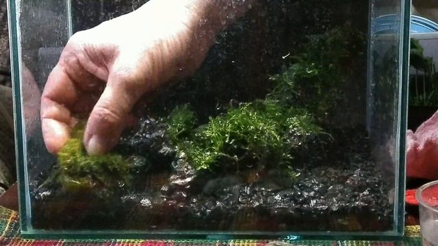 Запуск и оформление нано аквариума 10 литров смотреть онлайн